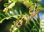 Honey Locust Plant Bug