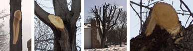 Improper Tree Pruning