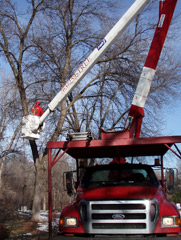 pruning with a bucket