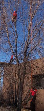 Tree climbers