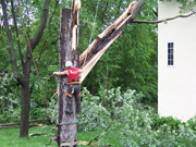 storm damage clean up