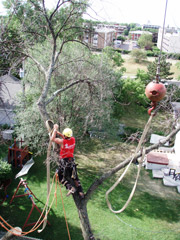 crane removal