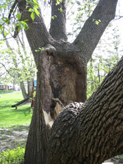 included bark-limb failure