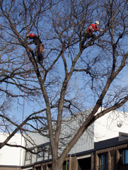 climbers pruning