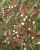 shrub pruning